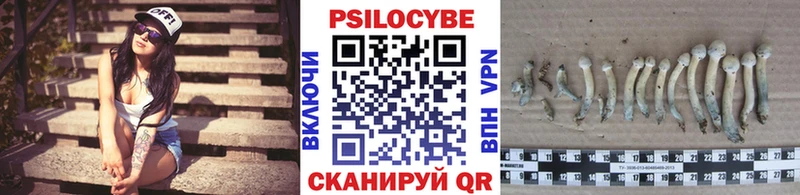 Галлюциногенные грибы Psilocybine cubensis  Западная Двина 